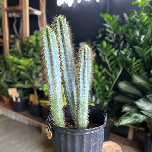 Assorted Columnar Types Cactus 10"