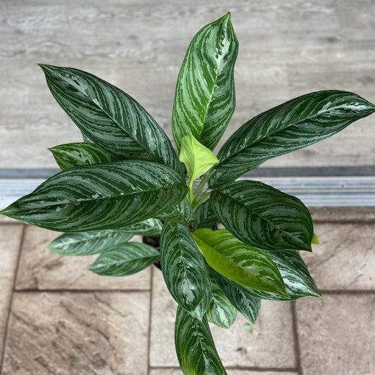 Aglaonema Moonlight Bay 8”
