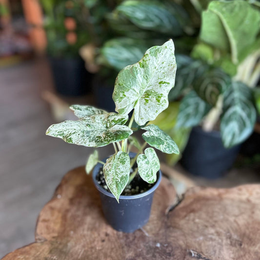Alocasia Odora Batik 4"