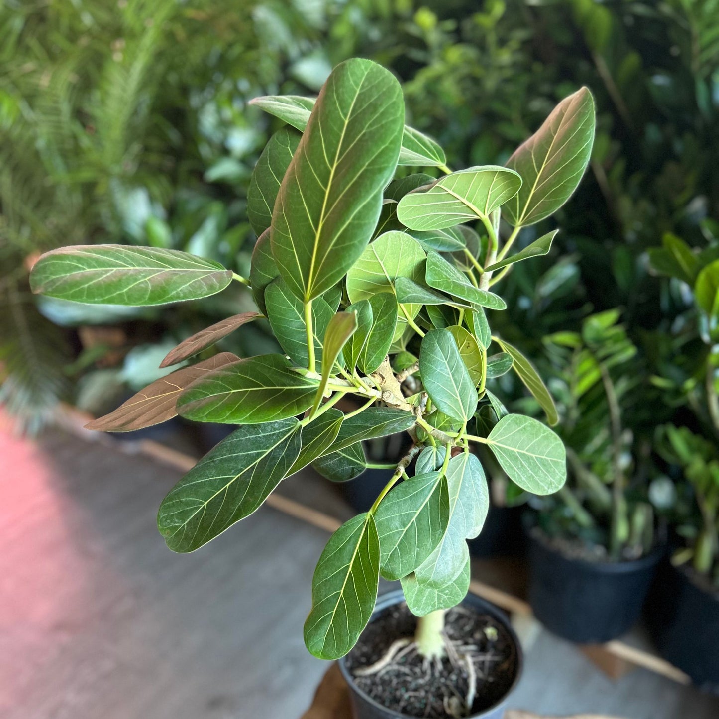 Ficus Audrey 8”