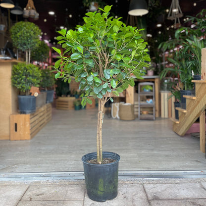Braided Ficus Moclame 10”