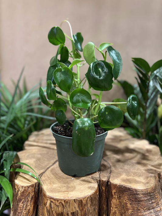 Peperomia Raindrop 8"
