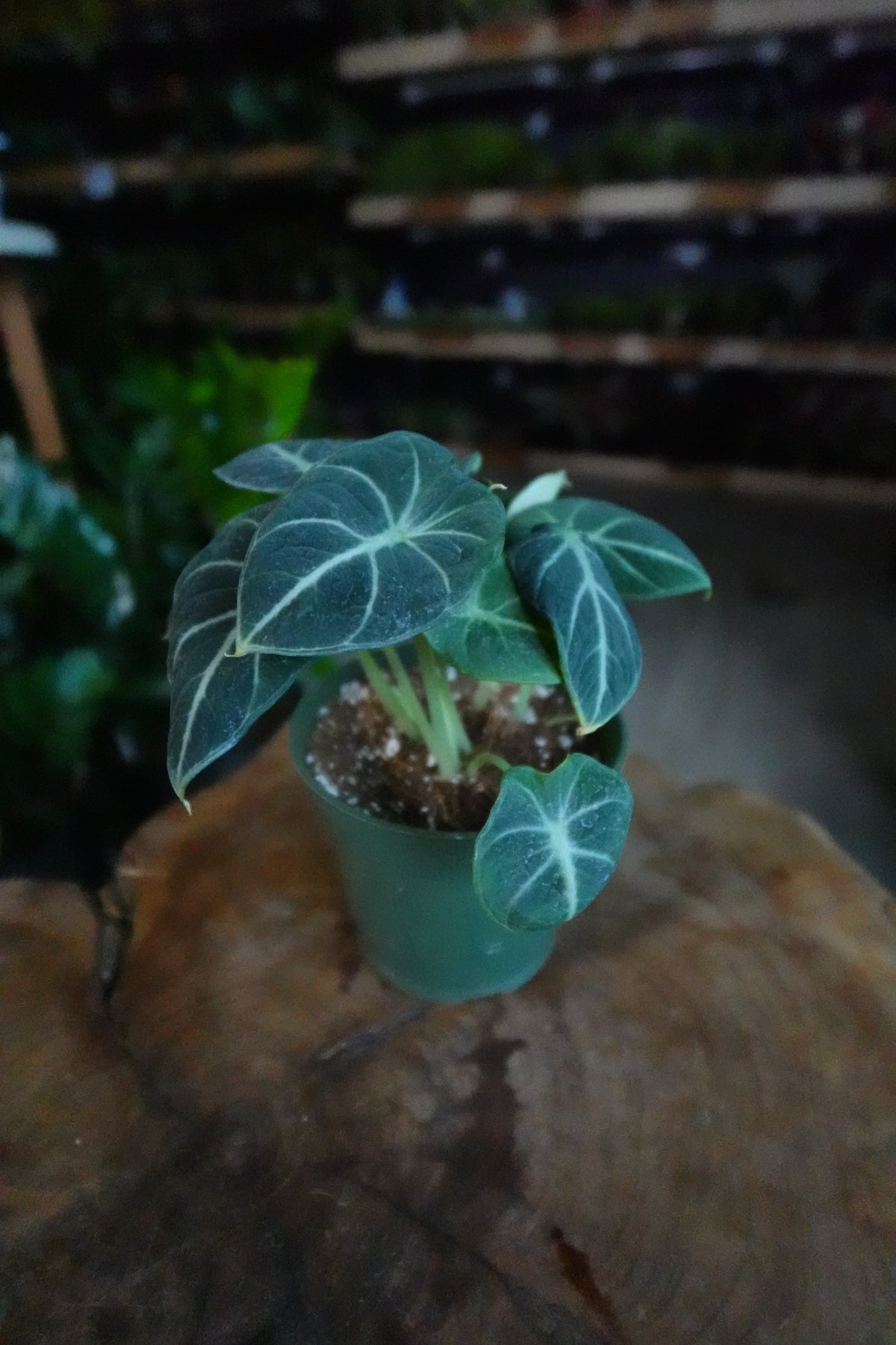 Alocasia Black Velvet 4”
