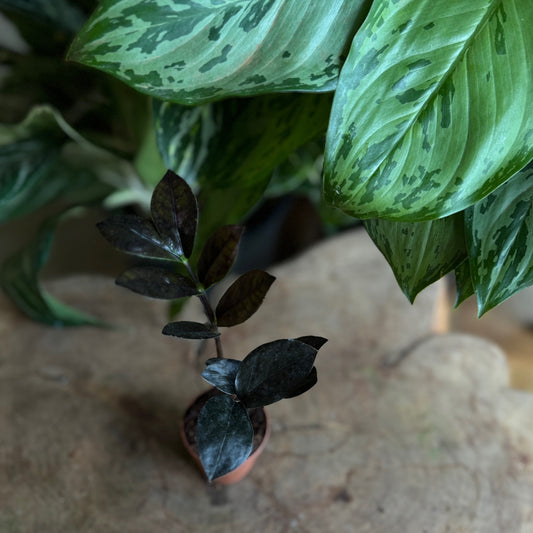 Zamino Black Queen 2”