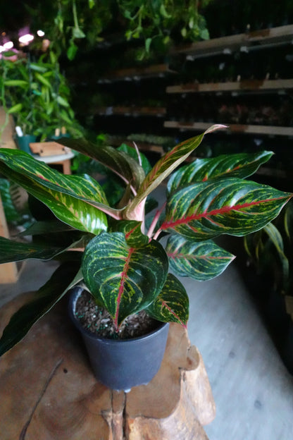 Aglaonema Rubi 8”