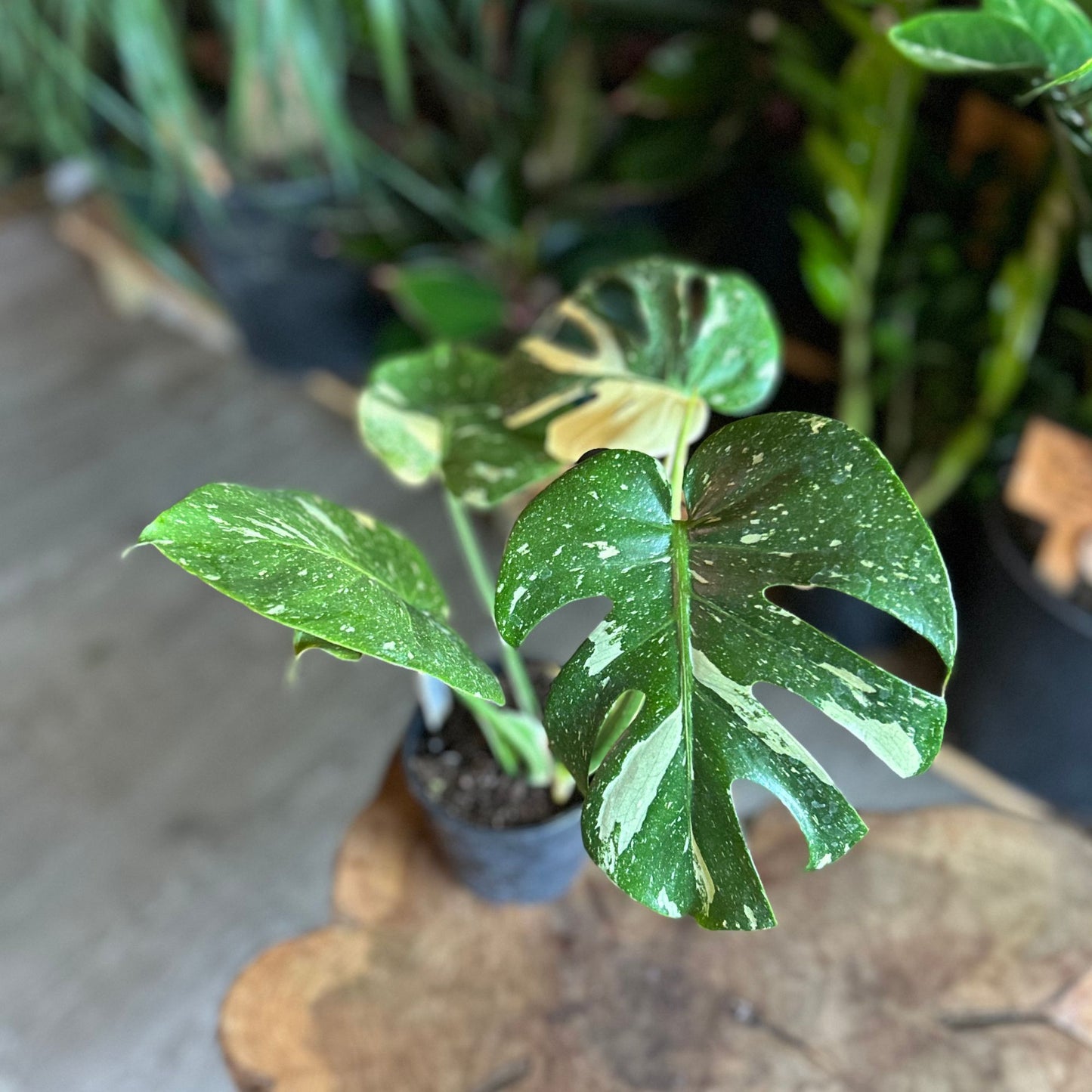 Monstera Thai Constellation 5"