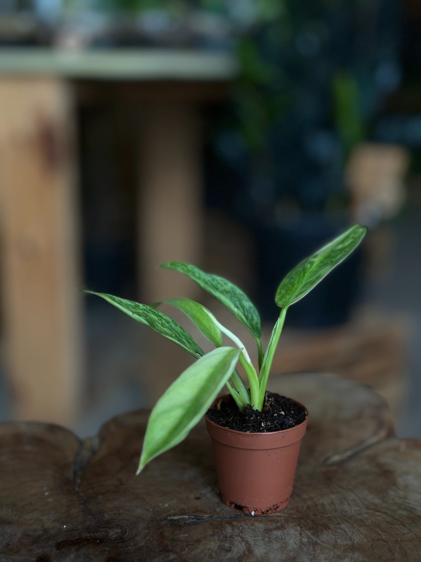 Philodendron Jose Buono 2"