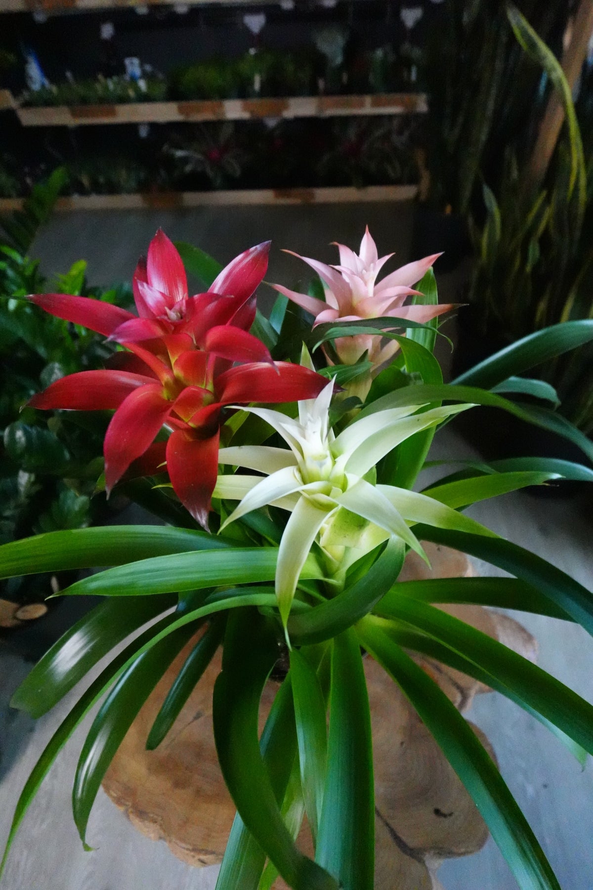 Bromeliad Guzmania 8”