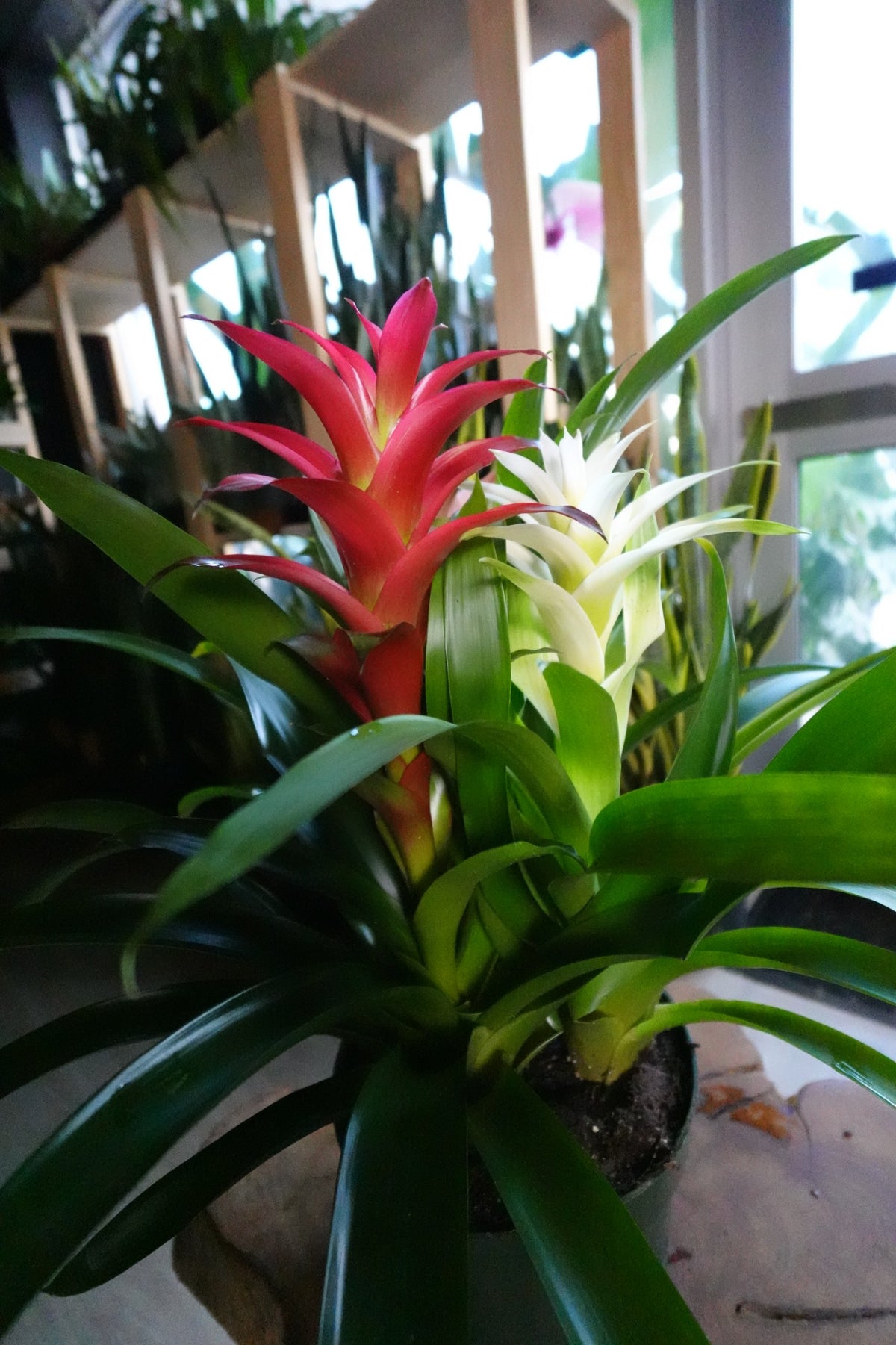 Bromeliad Guzmania 8”
