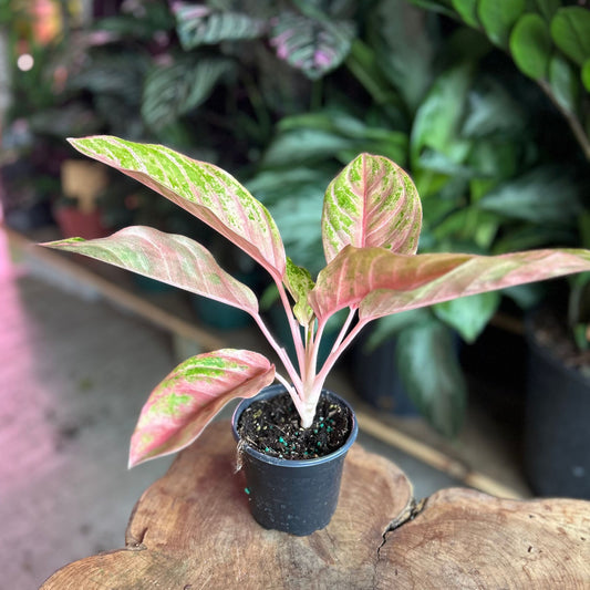 Aglaonema Baby Tiger 4"