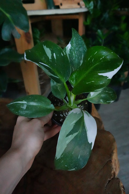Philodendron White Wizard 4”