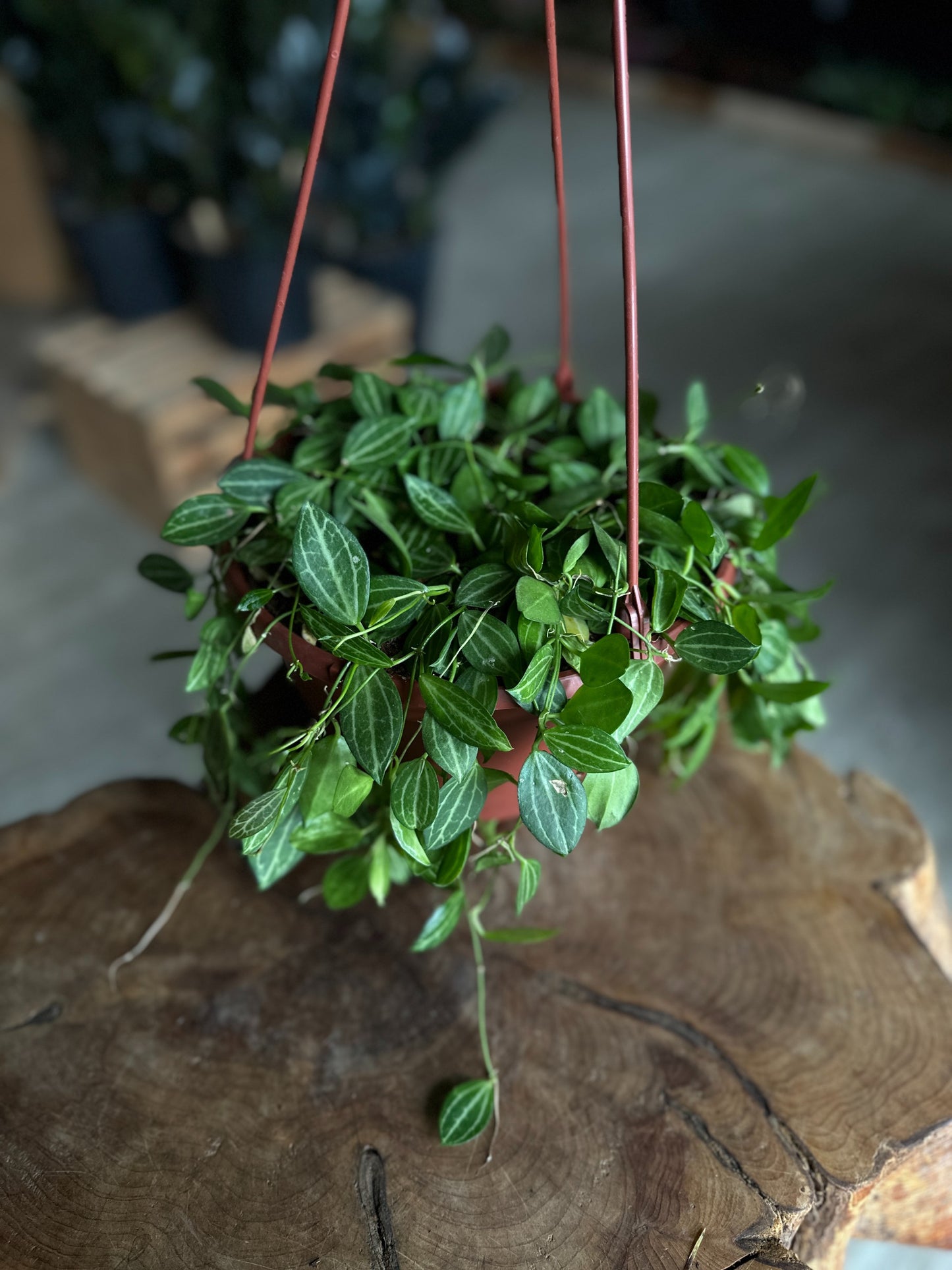 Dischidia Ovata Melon 8" HB