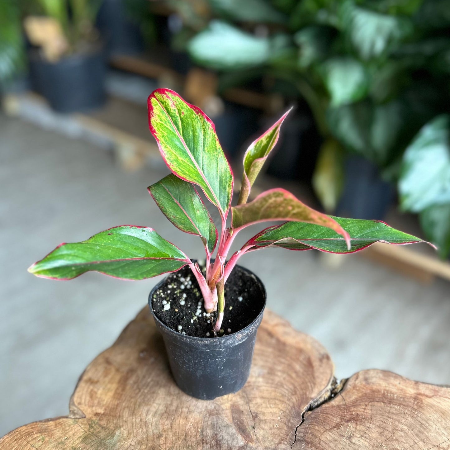 Aglaonema Red Siam 4”