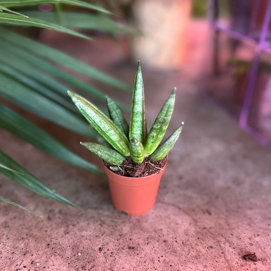 Sansevieria Hedgehog 2”