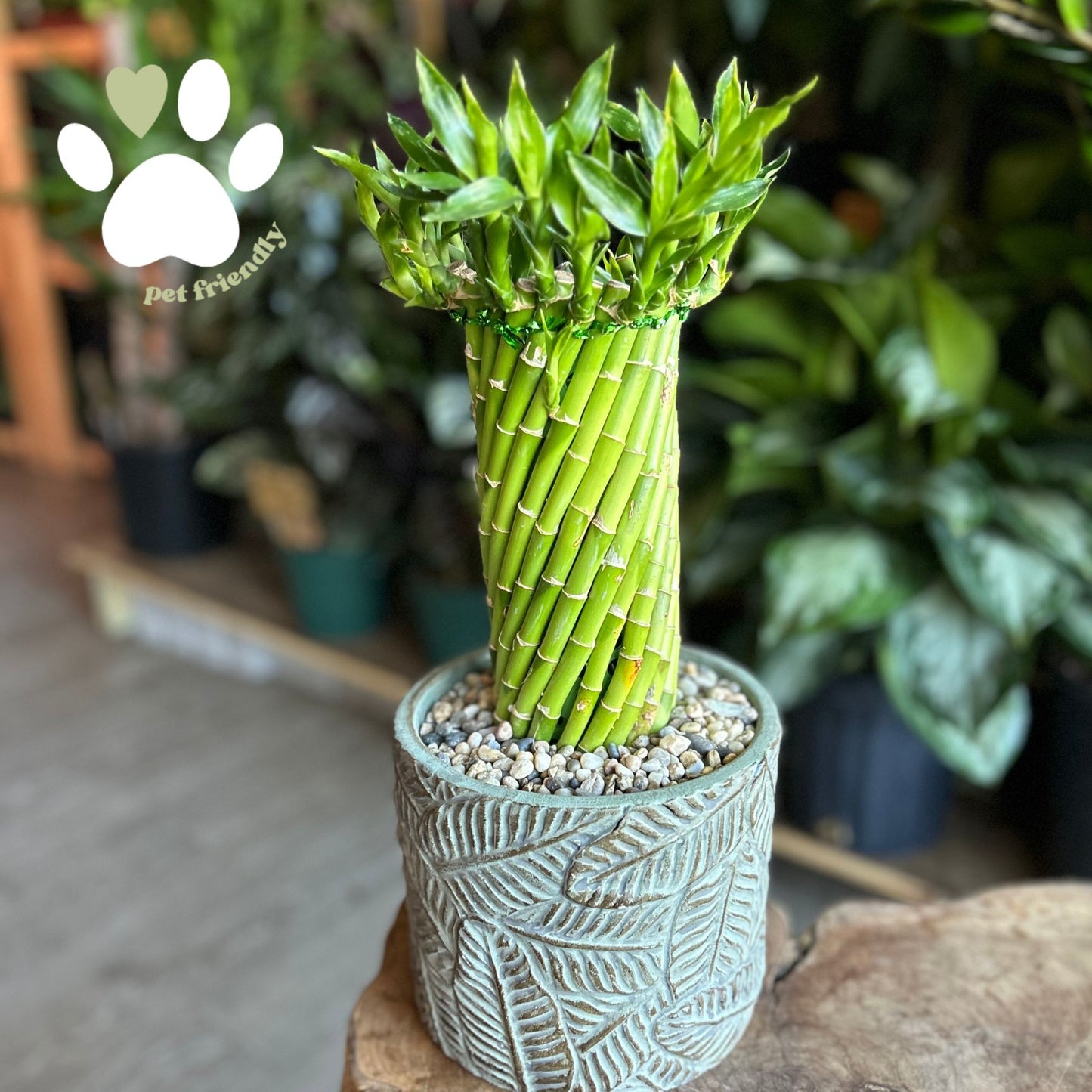 Bamboo Tornado In Pot 6"