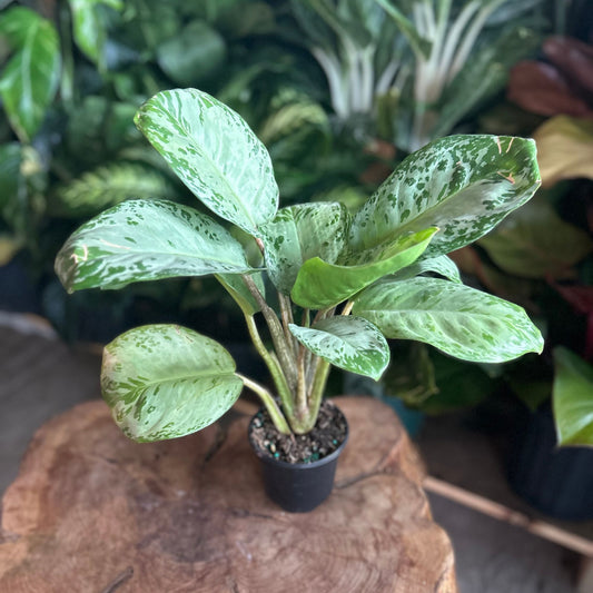 Aglaonema Seafoam Woody 4"
