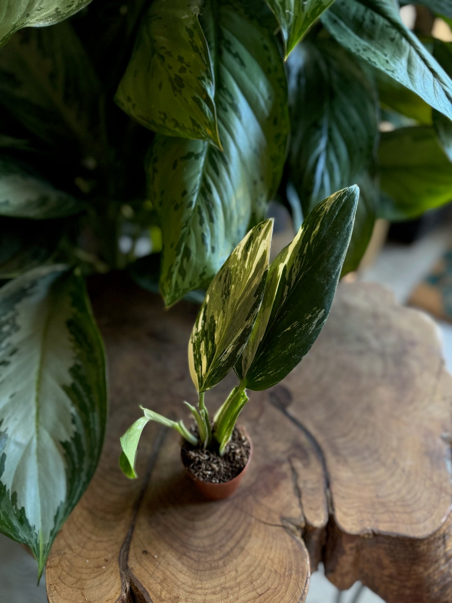 Monstera Standleyana Albo Variegated 2”