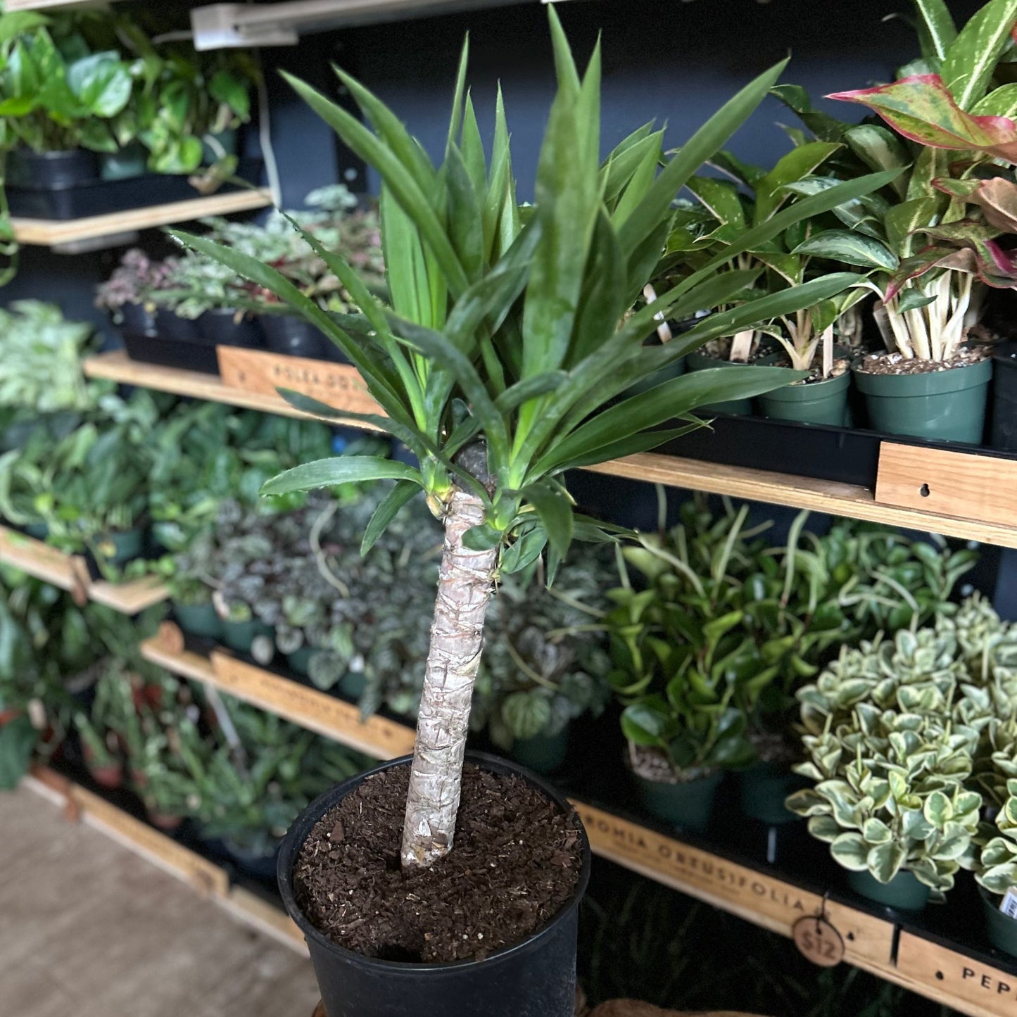 Yucca 1PPP 10"