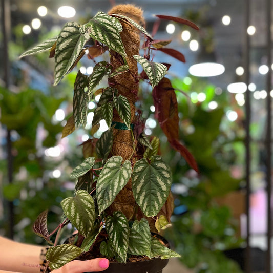 Cissus Discolor 8”
