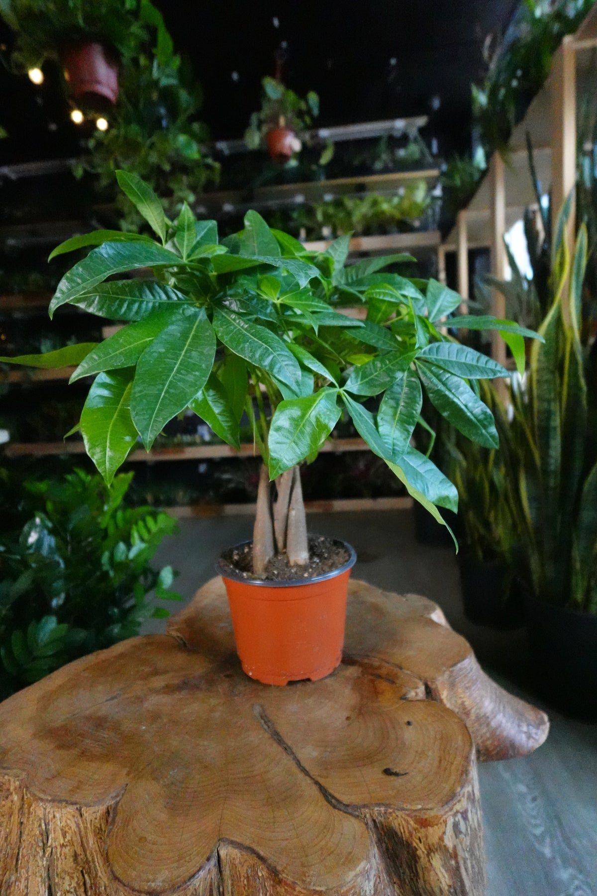 Money Tree Braided 6"