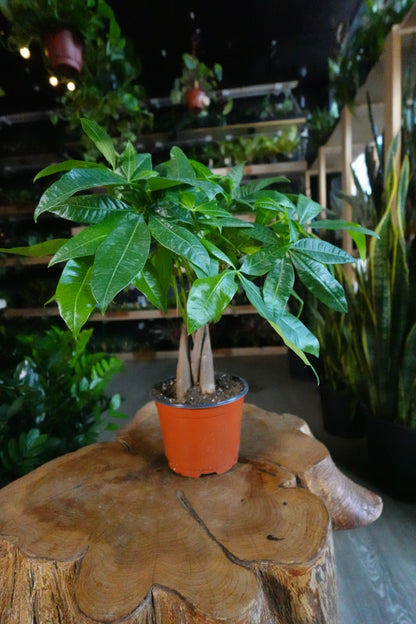 Money Tree Braided 6"
