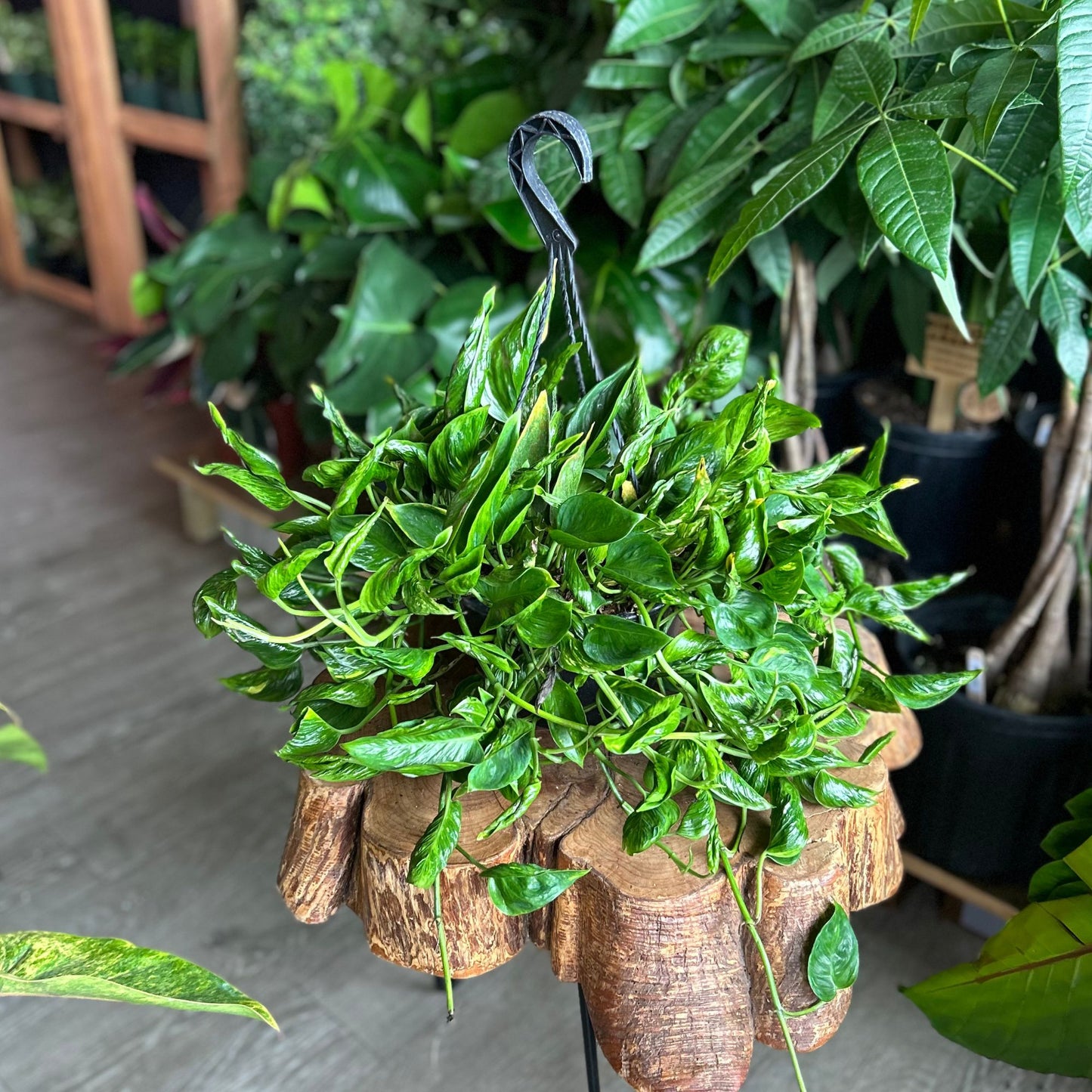 Pothos Shangri La 8" HB