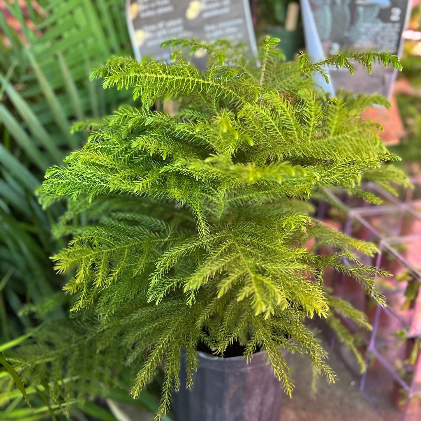 Norfolk Island Pine 8”