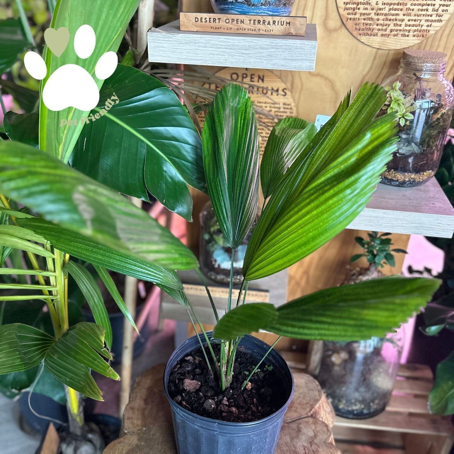 Licuala Palm 8"