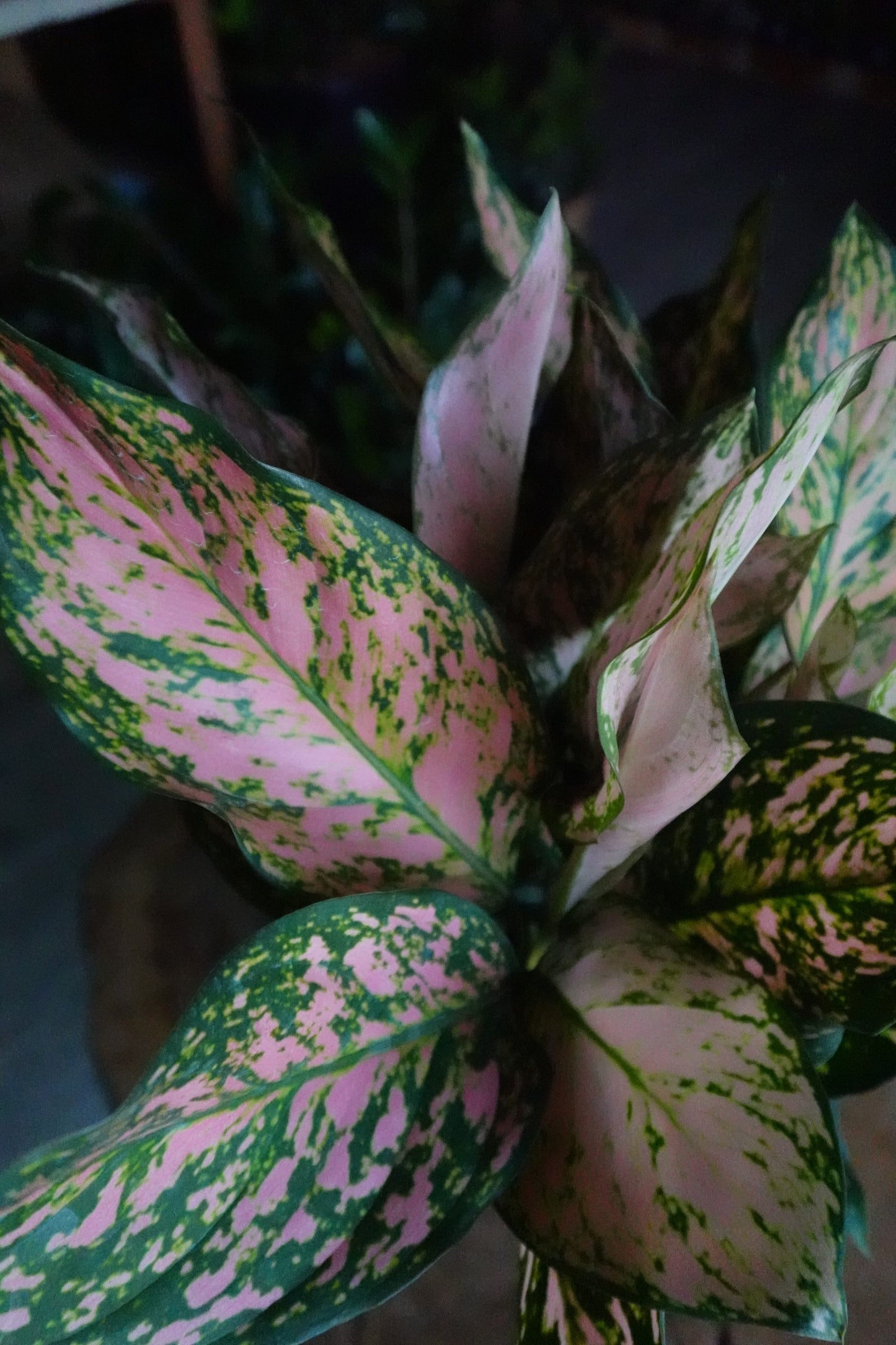 Aglaonema Red Valentine 8”