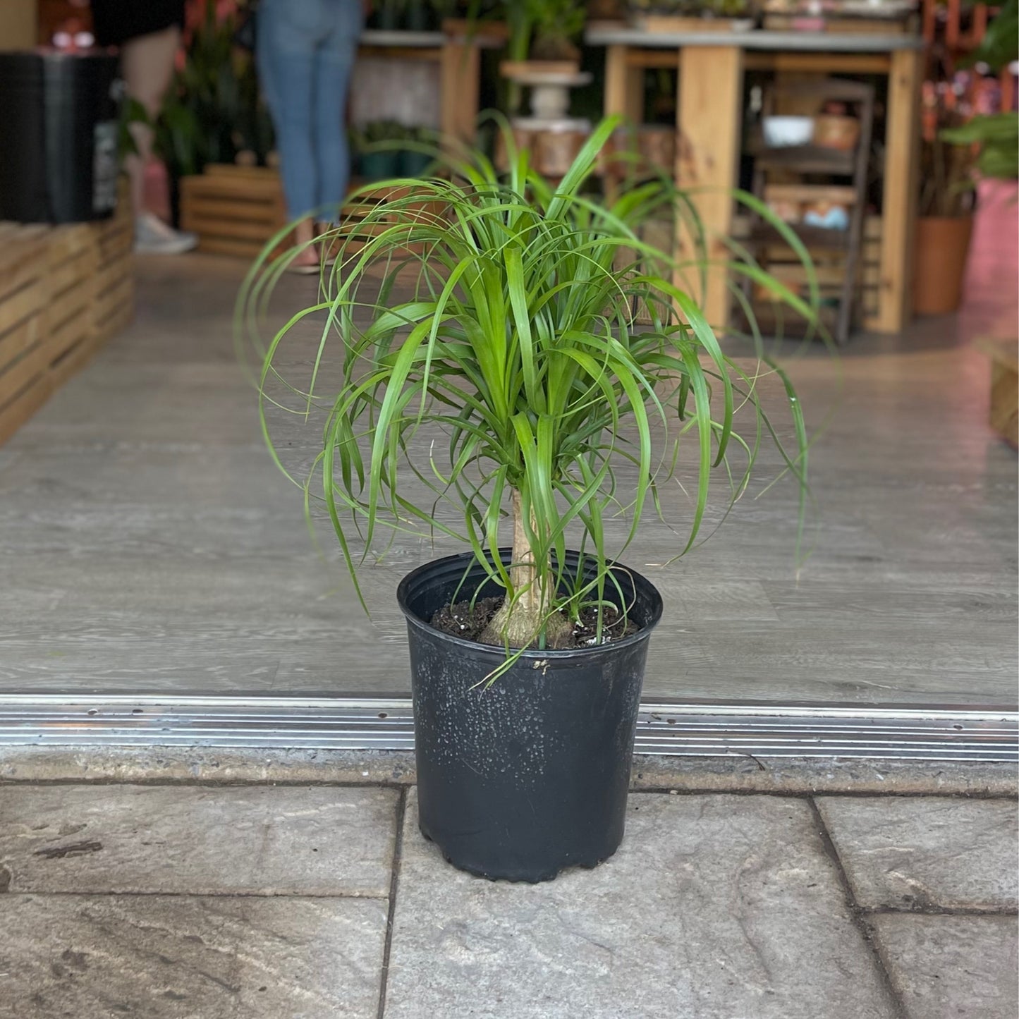 Ponytail Palm Guatemalensis 10”