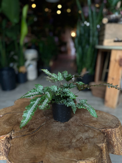 Candy Stripe Fern 4"