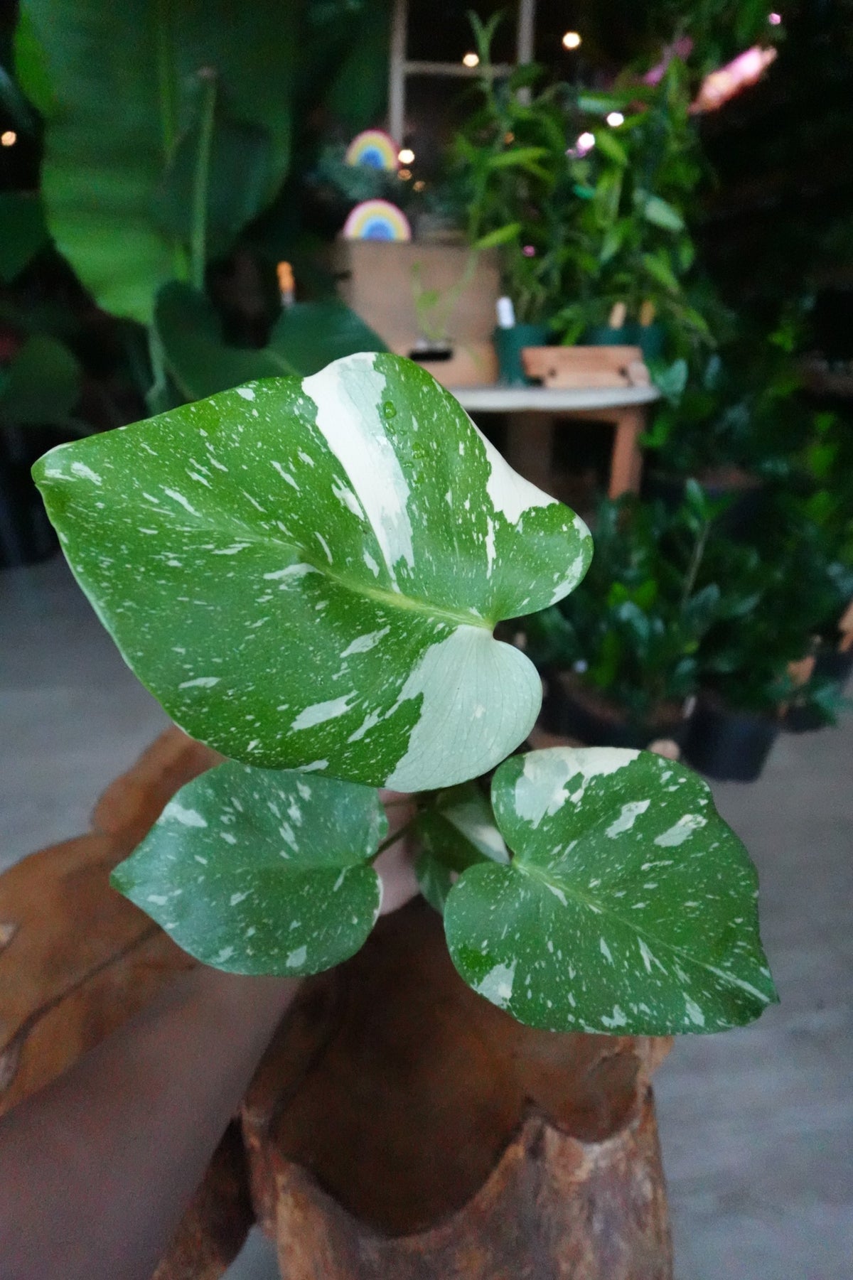 Monstera Thai Constellation 4”