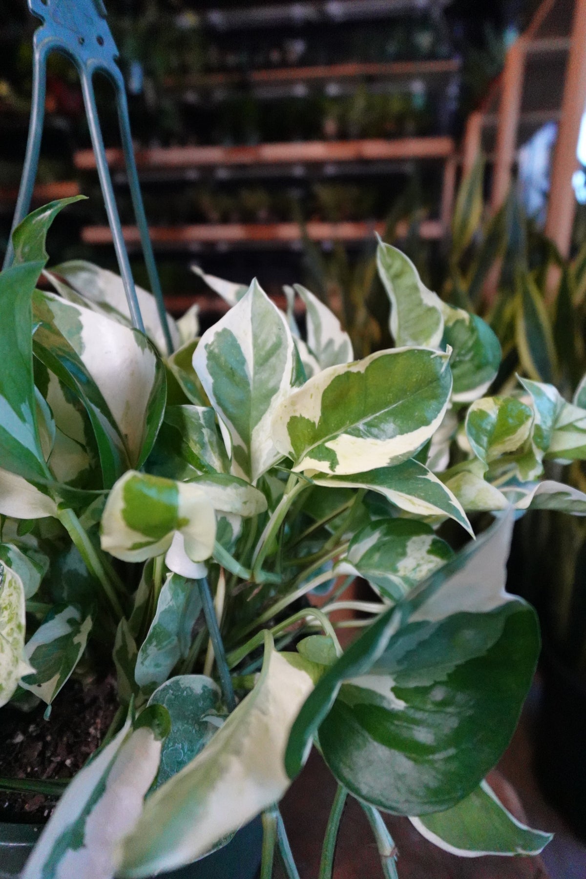 Pearls & Jade 8” HB