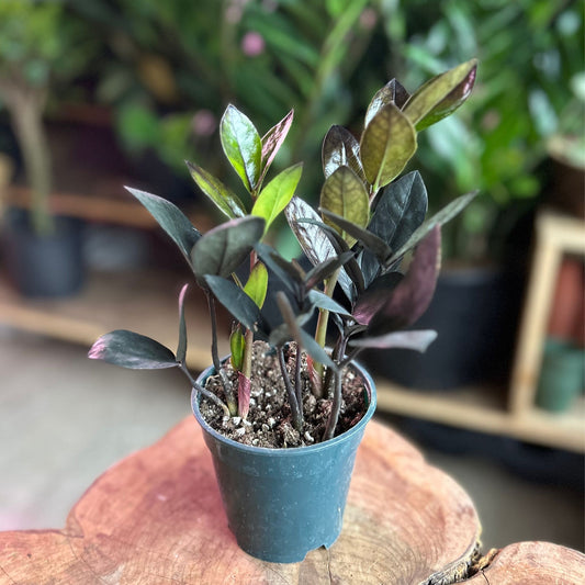 ZZ Plant Oscura 4"