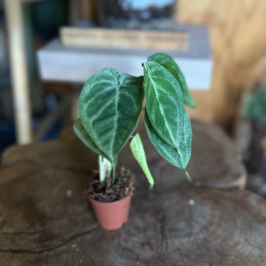Syngonium Ice Frost 2"