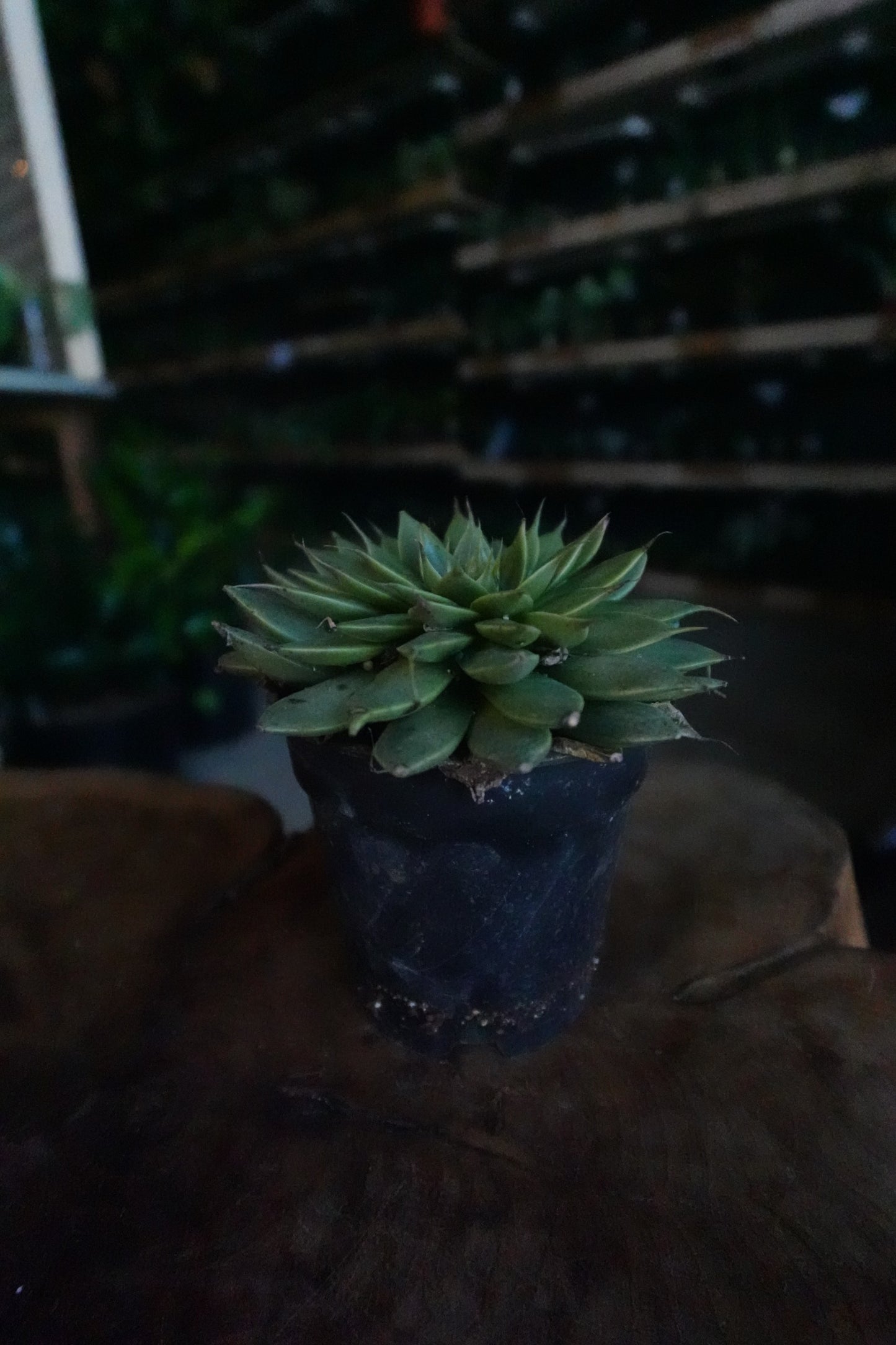 Echeveria 4”