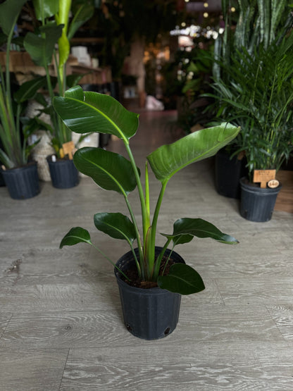 Bird of Paradise 8”