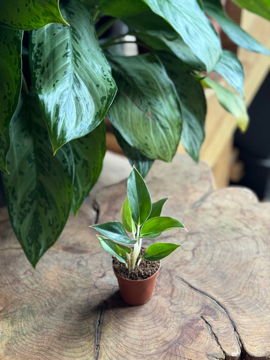 Aglaonema Sapphire 2"