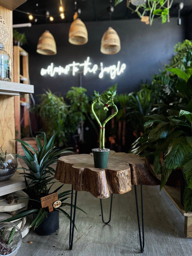 Heart Bamboo 3”