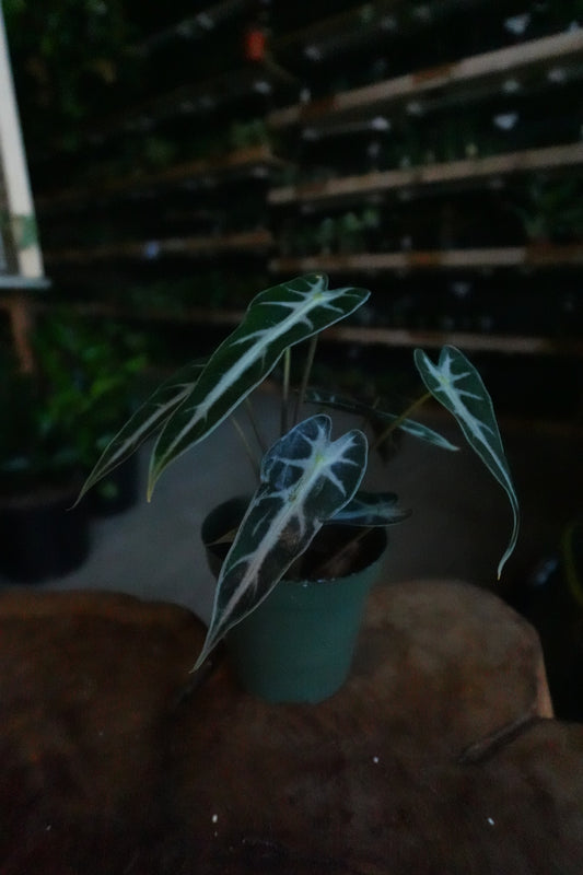Alocasia Bambino 4”
