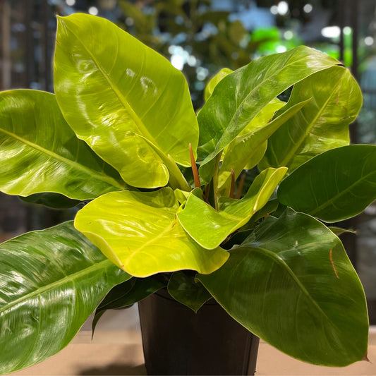 Philodendron Moonlight 10”