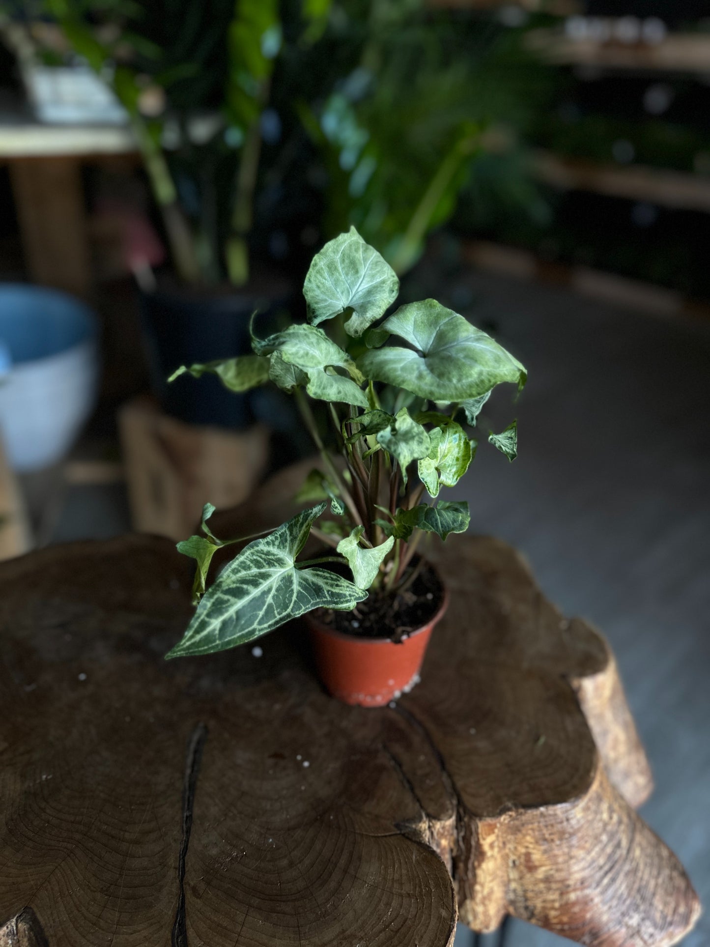 Syngonium Batik 4"
