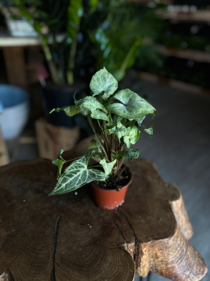Syngonium Batik 4"