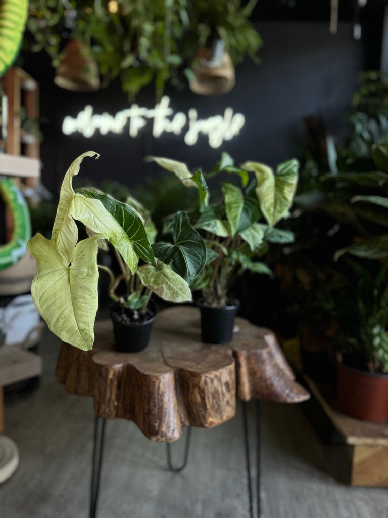 Syngonium Batik Variegated 3.5"