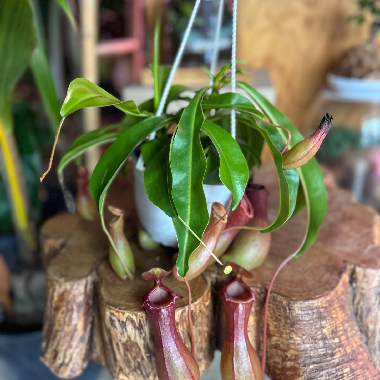 Pitcher Plant HB 6"