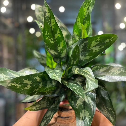 Aglaonema Maria 6"