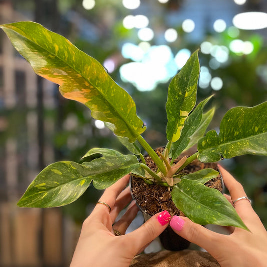 Philodendron Ring of Fire 2"