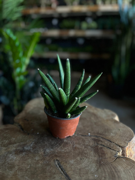 Sansevieria Hedgehog 4"