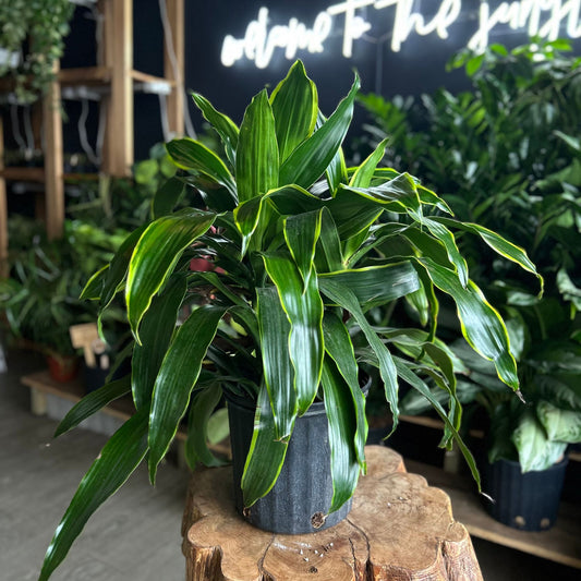 Dracaena Art Carmen 10"