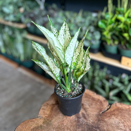 Aglaonema Paragon 4"